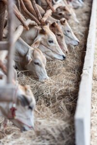 ホットケーキミックスを使った牛乳なしの簡単レシピは？