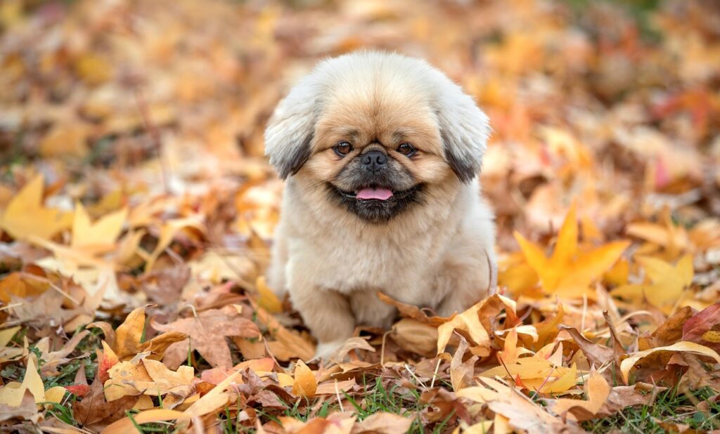 ホットケーキは何日持つのか？