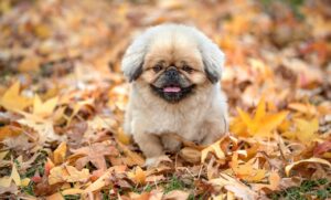 ホットケーキは何日持つのか？