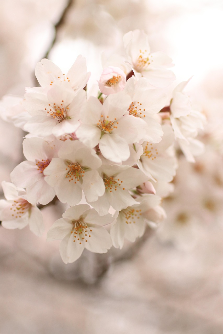 お花見にぴったりなホットケーキミックスを使ったレシピは？